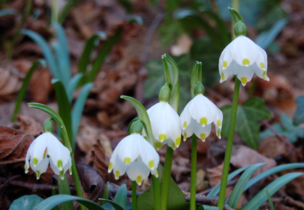 Galanthus nivalis e Leucojum vernum